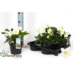 Helleborus niger  Advent Star  10 flower