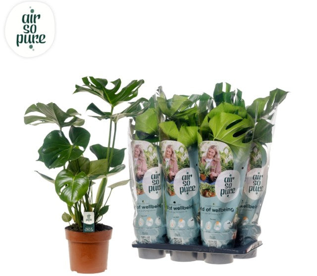 Monstera Deliciosa 17Cm Pot (Swiss Cheese Plant) - Indoor Plants - Windyridge Garden Centre