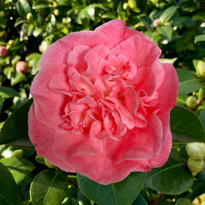 Camellia jap. Marie Bracey C10