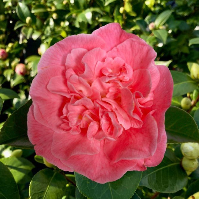 Camellia Jap. Marie Bracey C6,5 - Shrubs - Windyridge Garden Centre