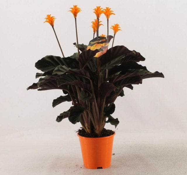 Calathea crocata Tassmania 78 flower