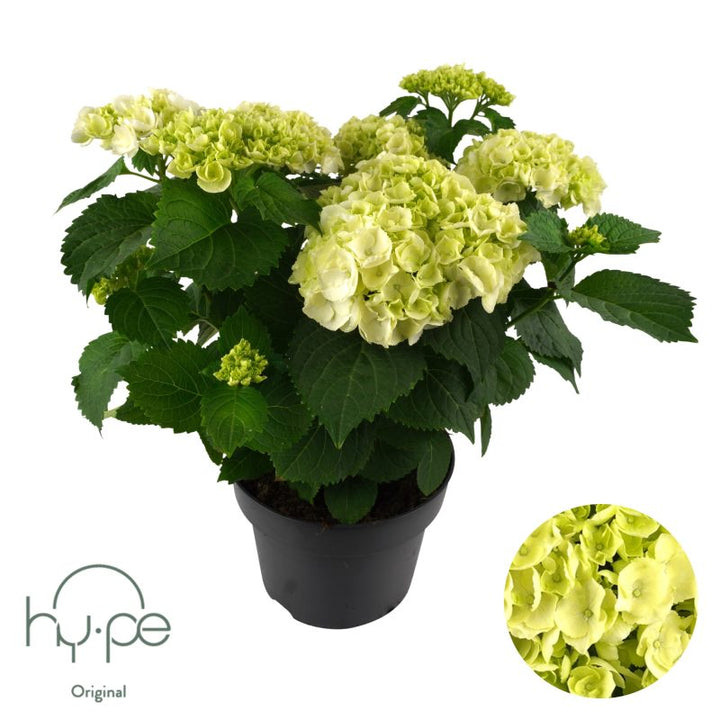 Hydrangea macr. White  P23, 7+ flower