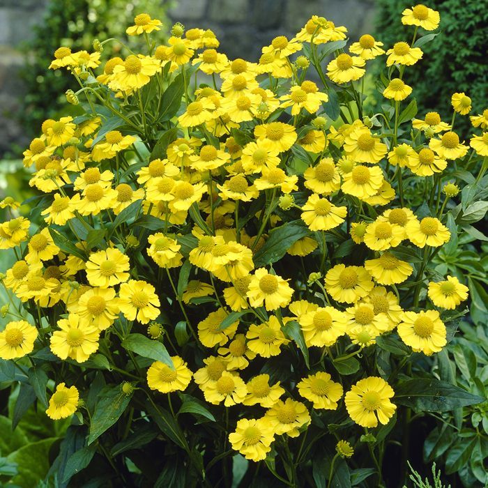 Helenium Lemon Sundae - Herbaceous - Windyridge Garden Centre