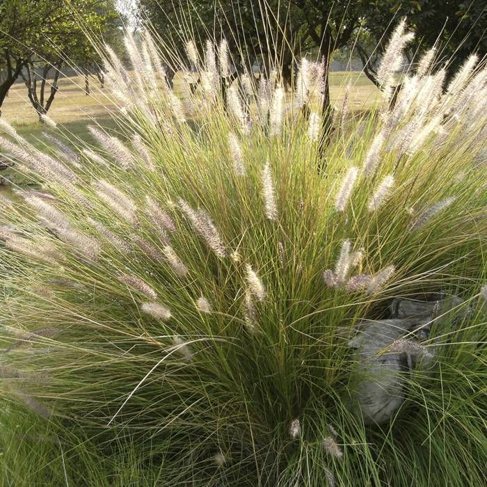 Deschampsia Cesp. Goldtau  2L, Square Pot - Herbaceous - Windyridge Garden Centre