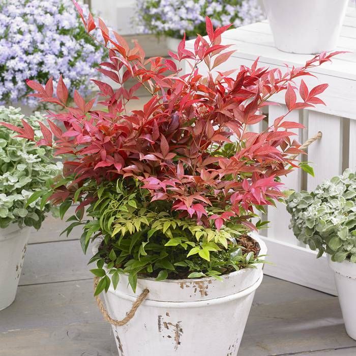 Nandina dom. Obsessed