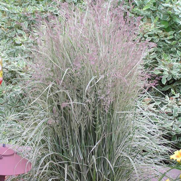Calamagrostis x acu.  Overdam
