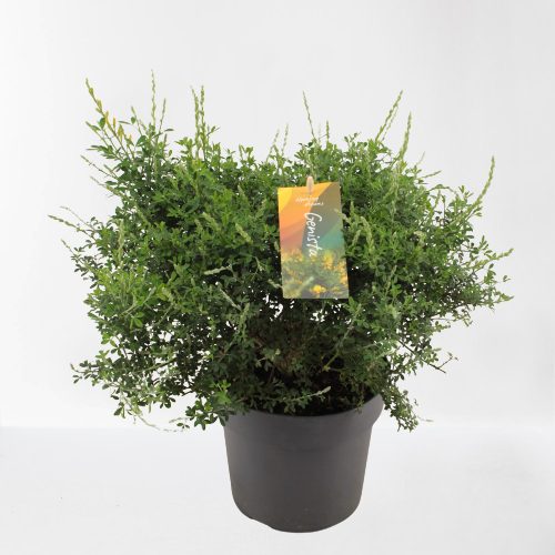 Genista spachiana
