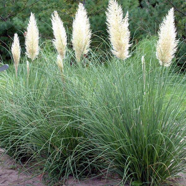 Cortaderia-sell.-Mini-Goldpampas-planted-1