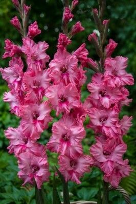 Gladiolus Flamencos Kingston Ruffle 10 - Bulbs - Windyridge Garden Centre