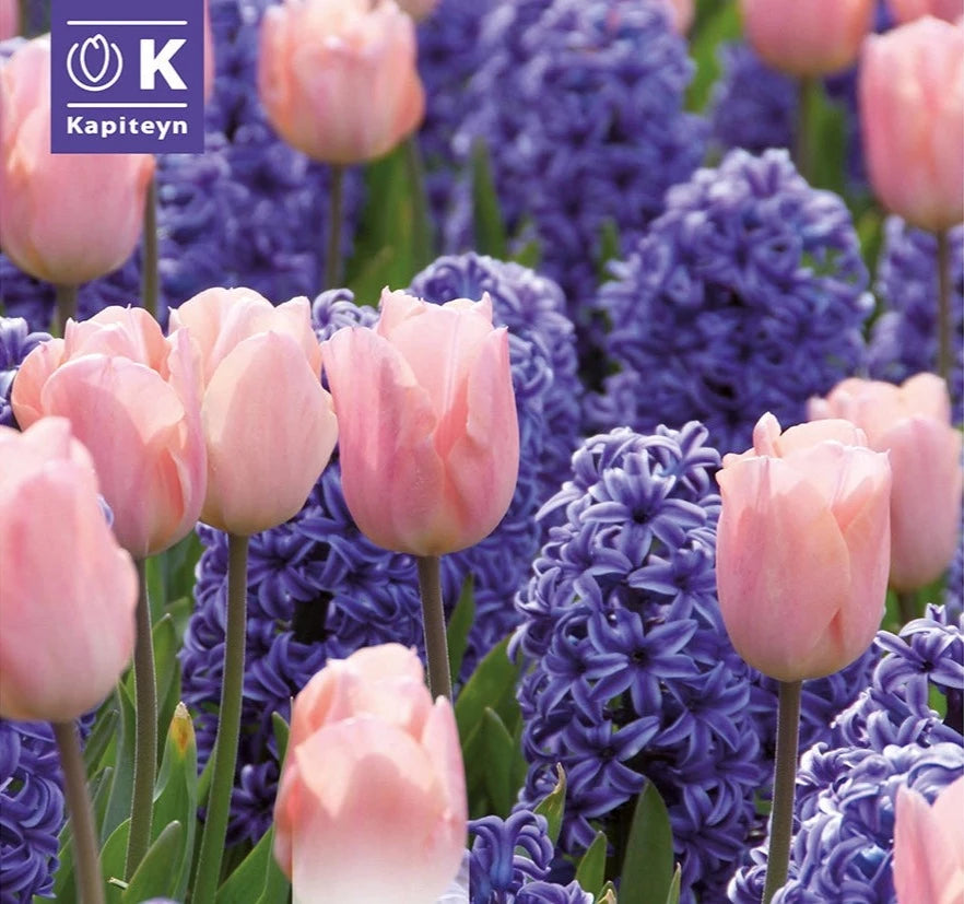 COMBI HYACINTHUS BLUE & TULIPA PINK x 10