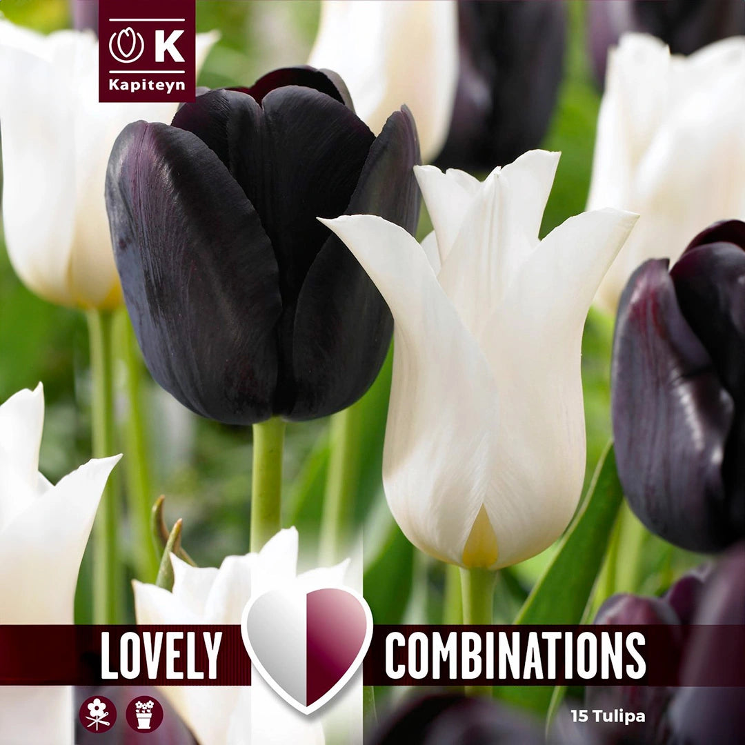 COMBI TULIPA BLACK BLEND x 15