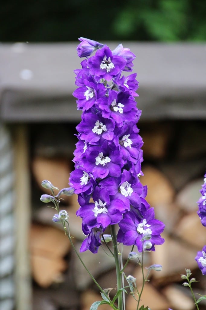 DELPHINIUM Magic Fountain Dark Blue White Bee