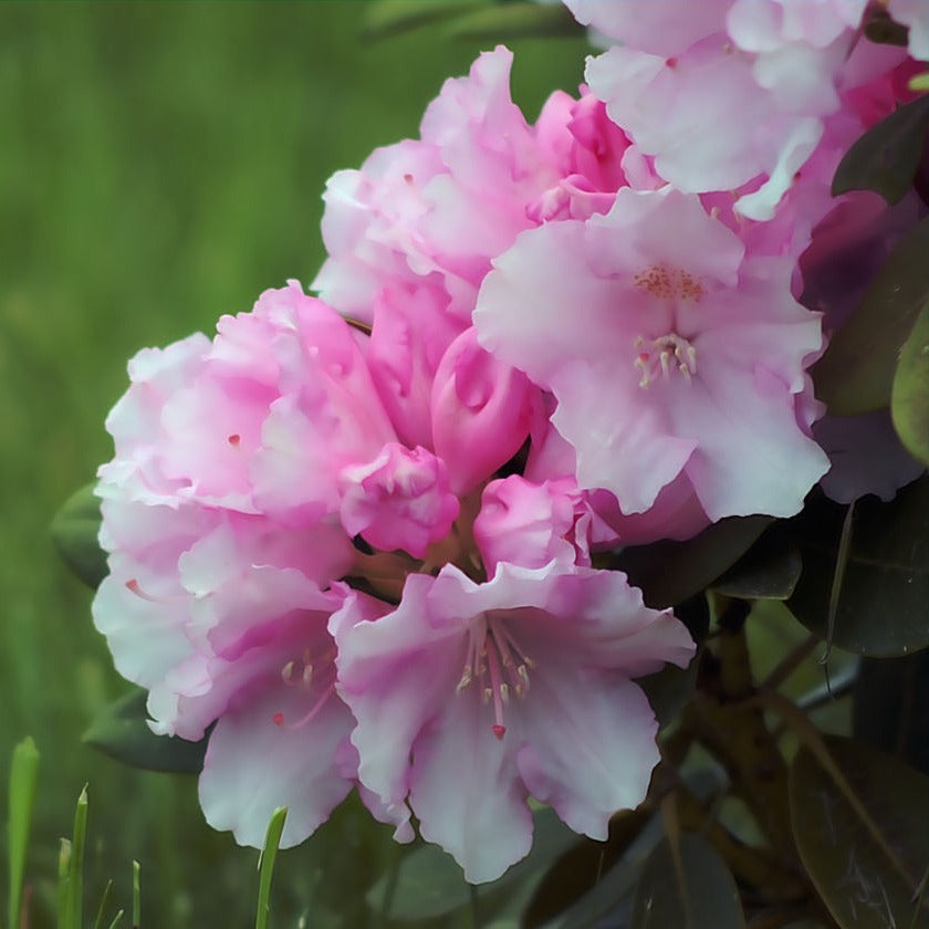 Rhododendron-Bloombux-Flower-1
