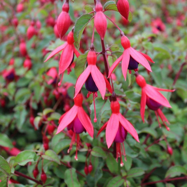 Fuschia Mrs Popple 3ltr pots