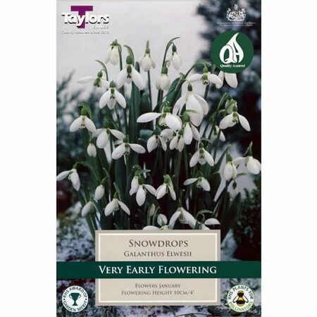 GALANTHUS ELWESII 7