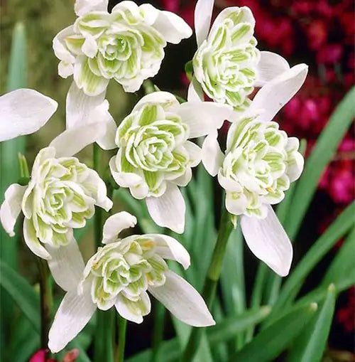 GALANTHUS SNOWDROPS FLORE PLENO X 7