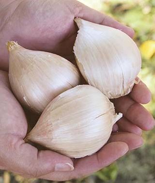Garlic Elephant 1 - Bulbs - Windyridge Garden Centre