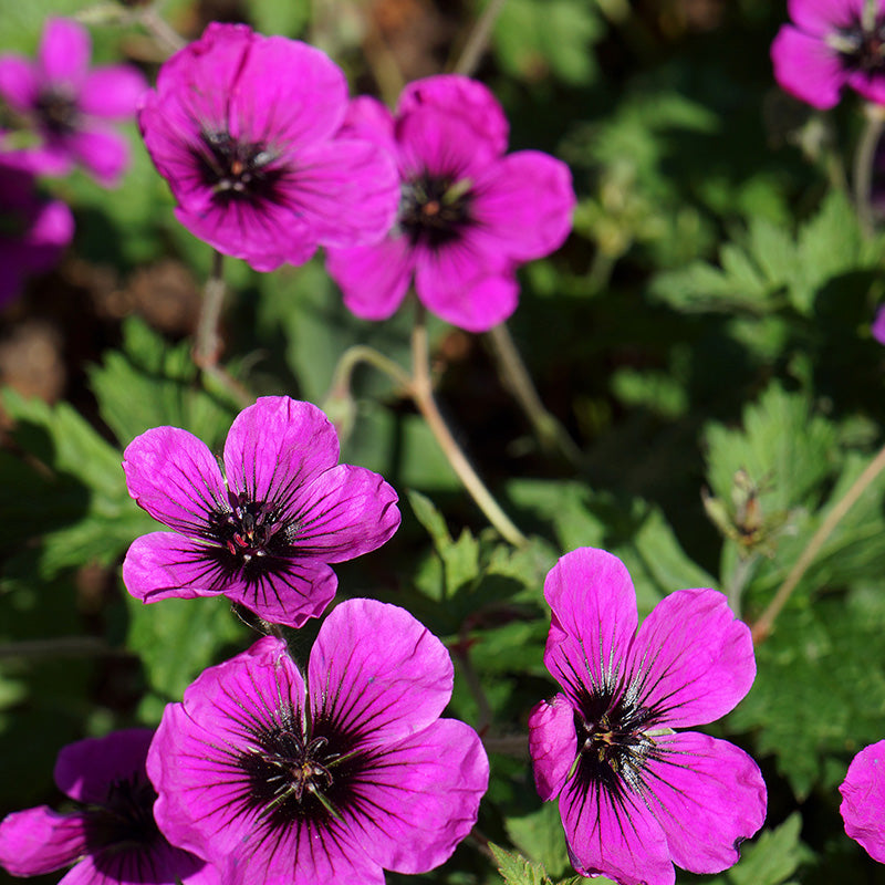 Geranium Dragon Heart - Herbaceous - Windyridge Garden Centre