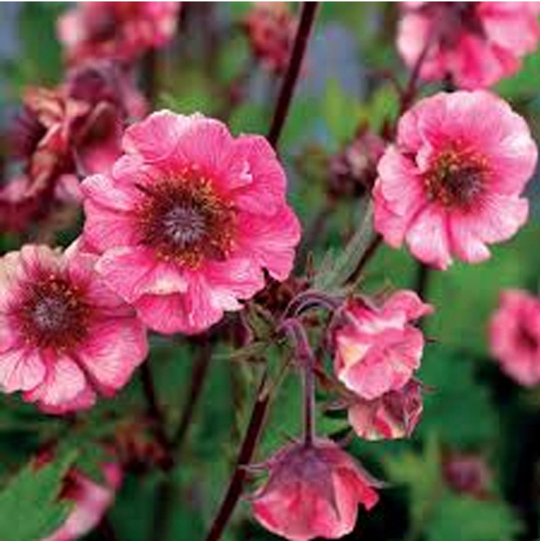 GEUM Tempo Rose
