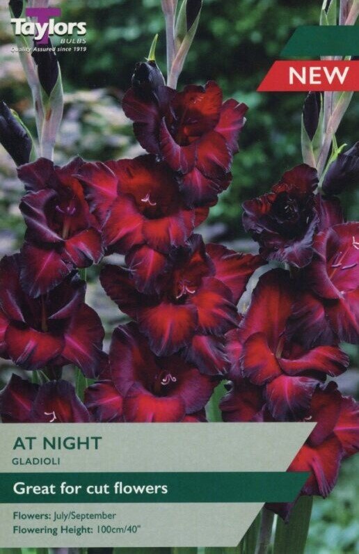 GLADIOLI AT NIGHT 10