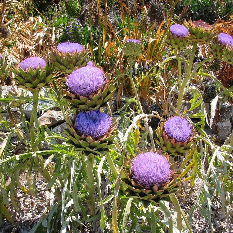 CYNARA scolymus