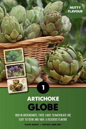 CYNARA SCOLYMUS ARTICHOKE  BIO x 1
