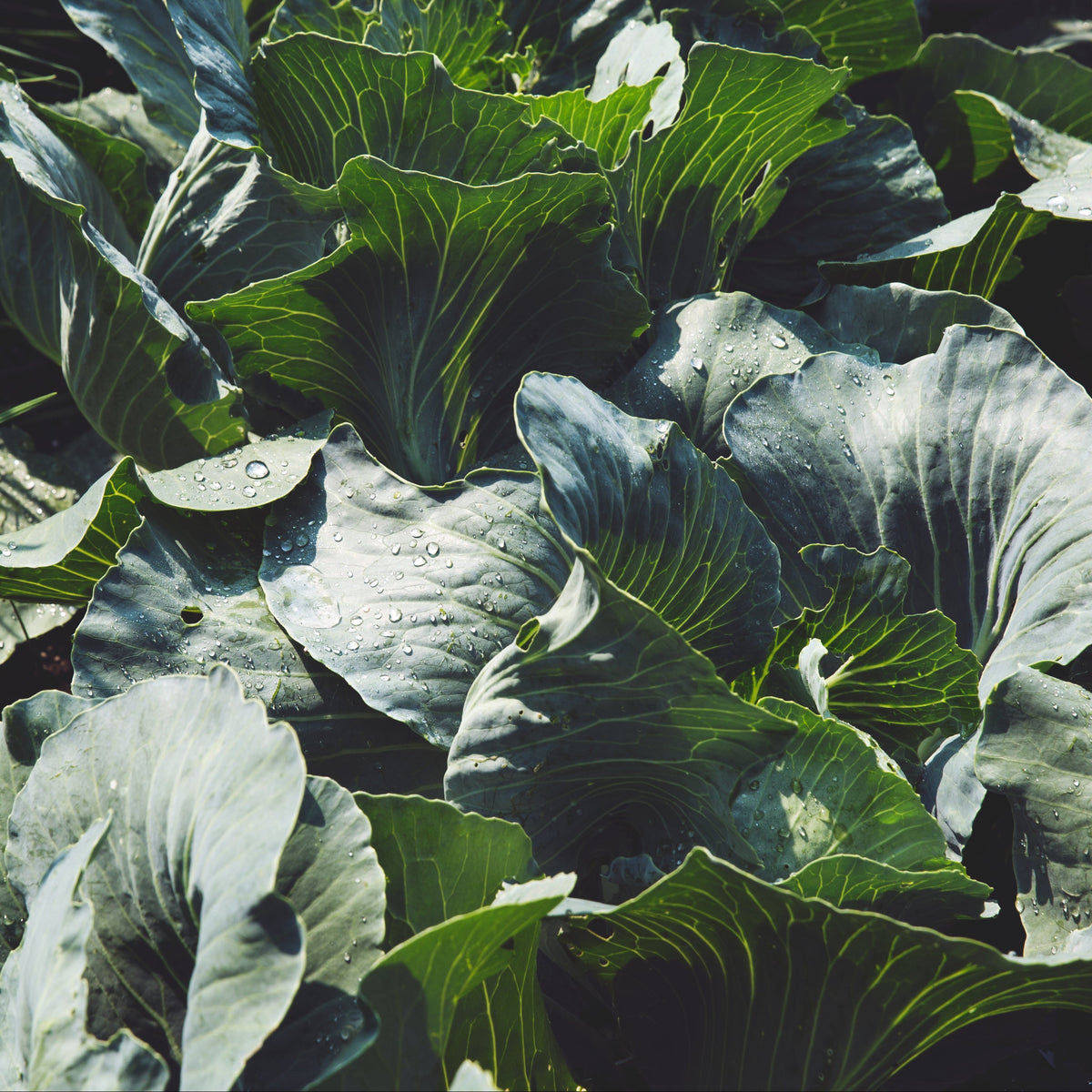 Windyridge Garden Centre | Ireland's Award-Winning Garden Centre