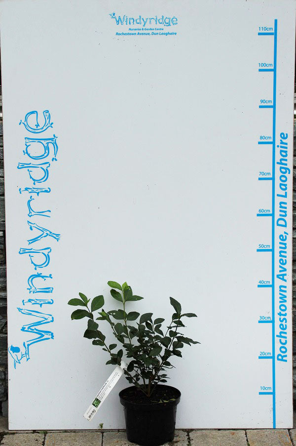 Ligustrum Ovalifolium (Privet)