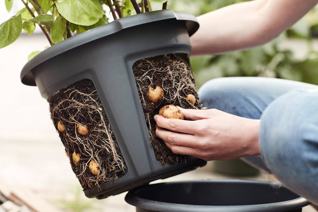 Green Basics Potato Pot Ø33cm Living Black