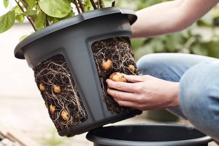 Green Basics Potato Pot Ø33cm Living Black
