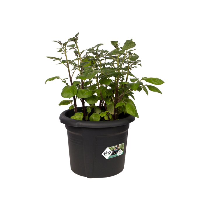 Green Basics Potato Pot Ø33cm Living Black