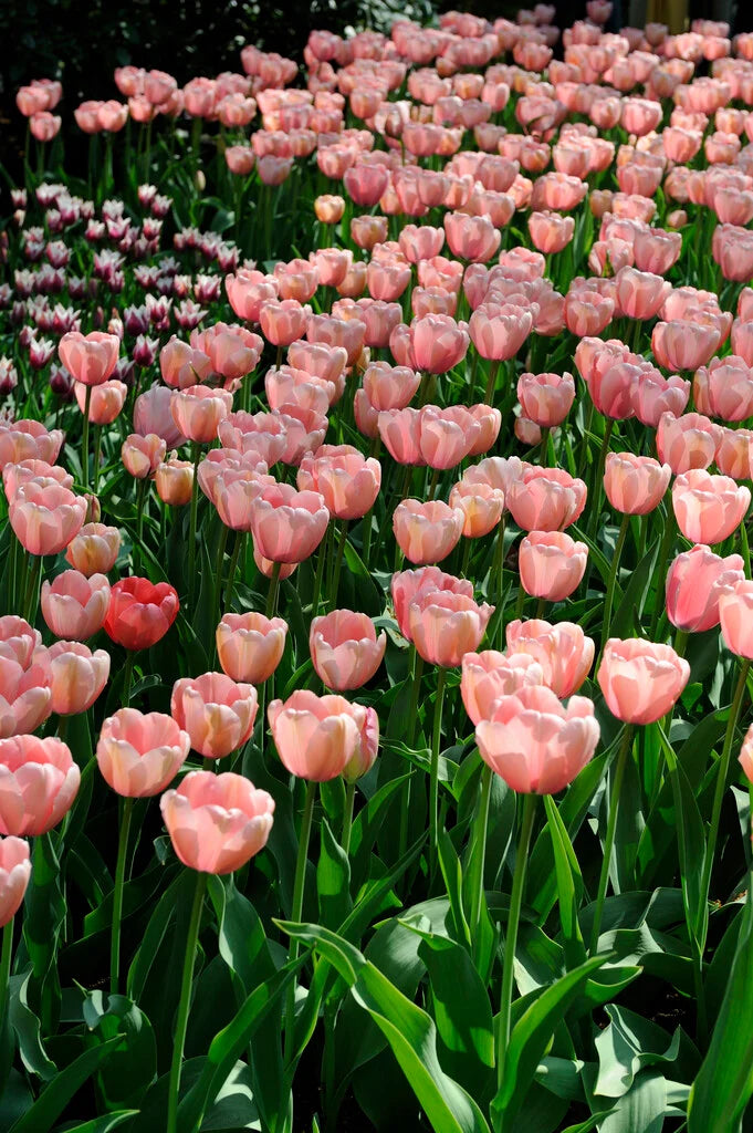 TULIP SALMON IMPRESSION 10 TRAY