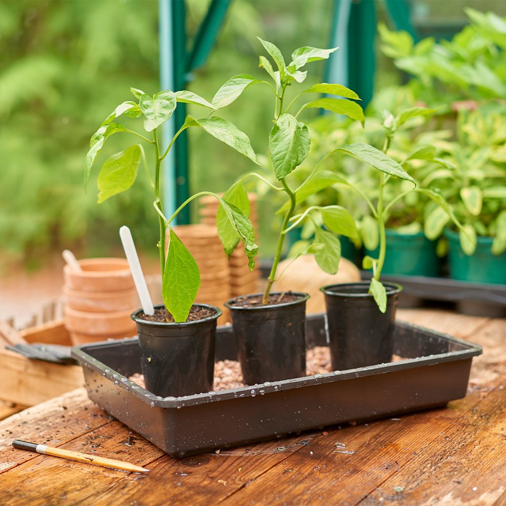 Plantpak Seed And Gravel Tray - Tools & Equipment - Windyridge Garden Centre