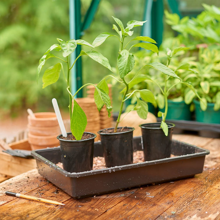 Plantpak Seed And Gravel Tray - Tools & Equipment - Windyridge Garden Centre