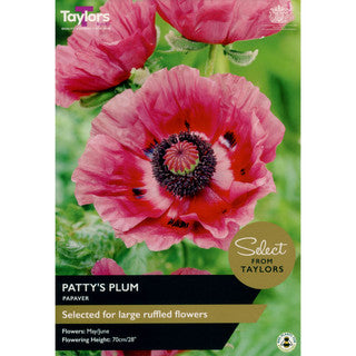 Papaver Patty'S Plum 1 - Bulbs - Windyridge Garden Centre