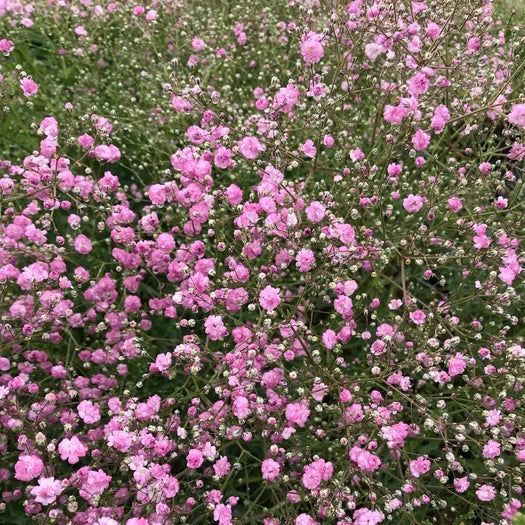Babys Breath Gypsophila Paniculta Pink Festival (2Ltr Pot)