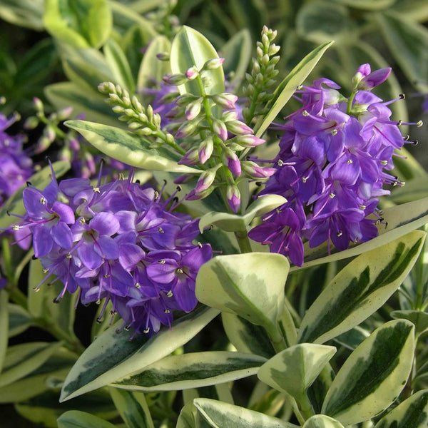 hebe variegata Buy Hebe Variegata Online