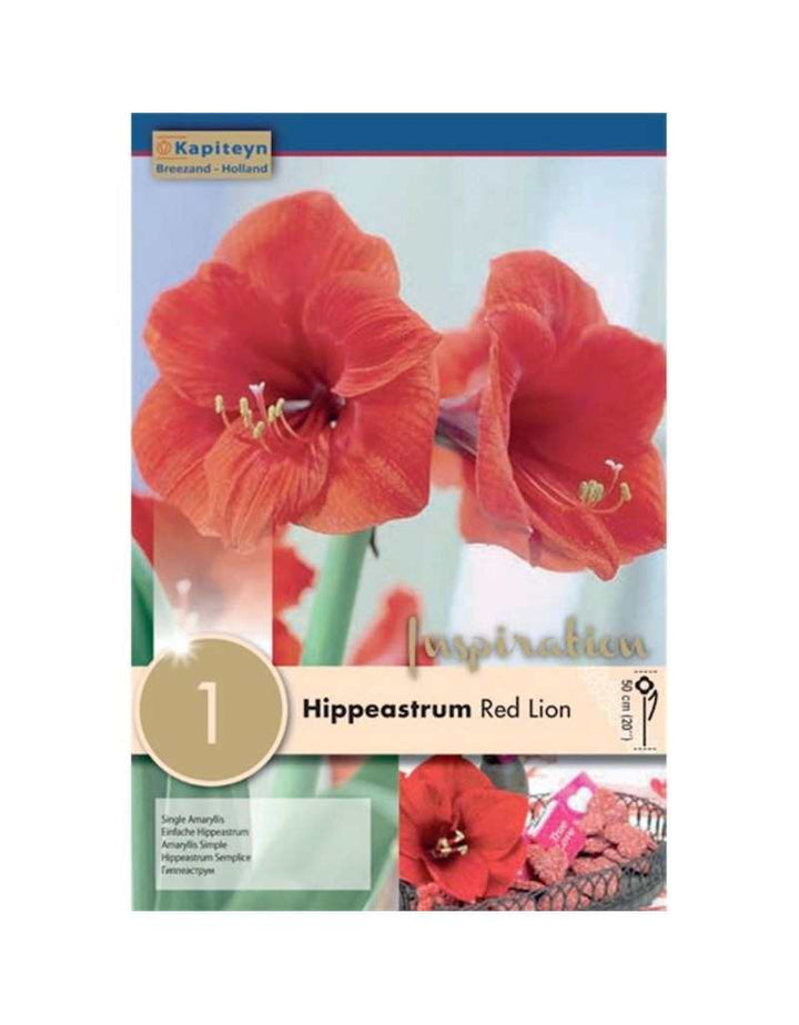 HIPPEASTRUM RED LION X 1
