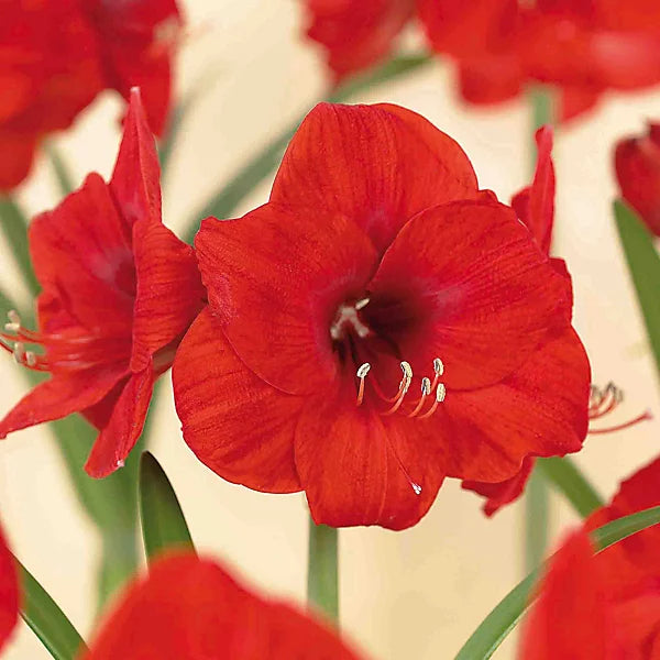 Hippeastrum Red Lion 1 loose