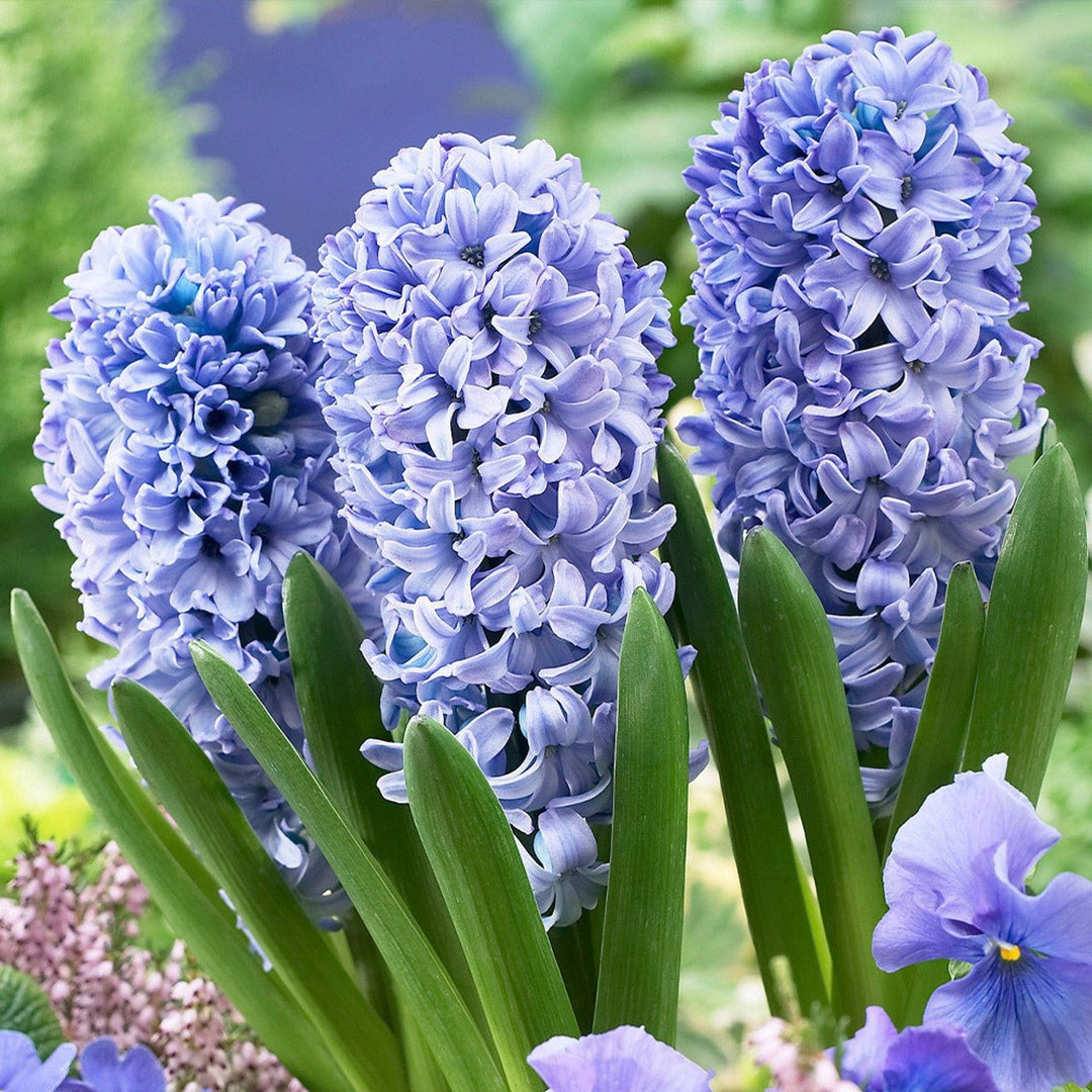 HYACINTHUS DELFT BLUE x 4