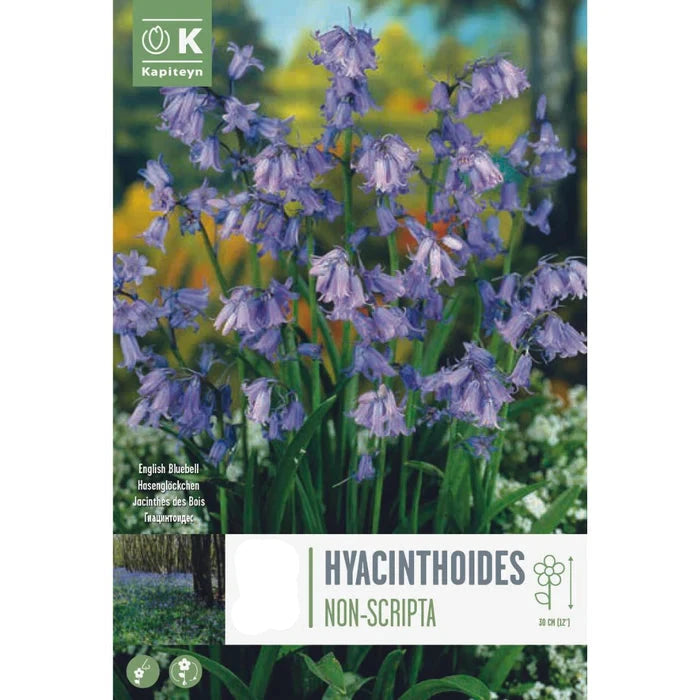 PROMO HYACINTHOIDES NON-SCRIPTA X 20