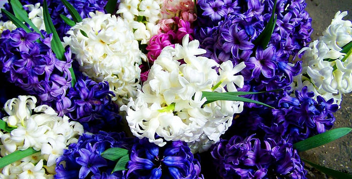 Hyacinthus-Planted-Flower-2