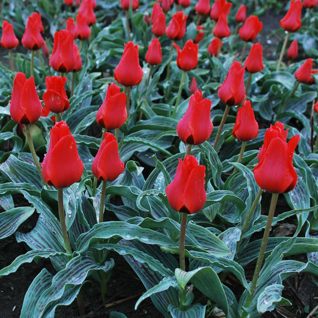 70 TULIP RED RIDING HOOD BULK VALUE Net