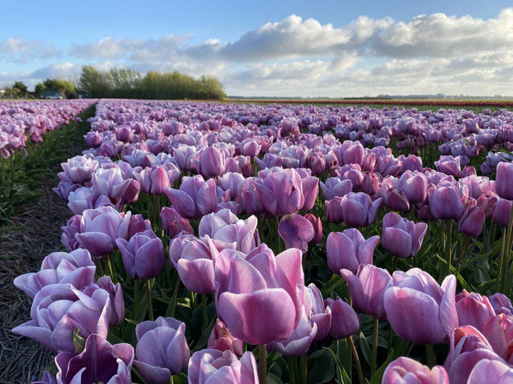 TULIP BLUE HEAVEN 7