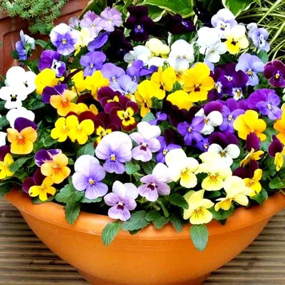 Viola Spring Sherbets - Seed Packets - Windyridge Garden Centre