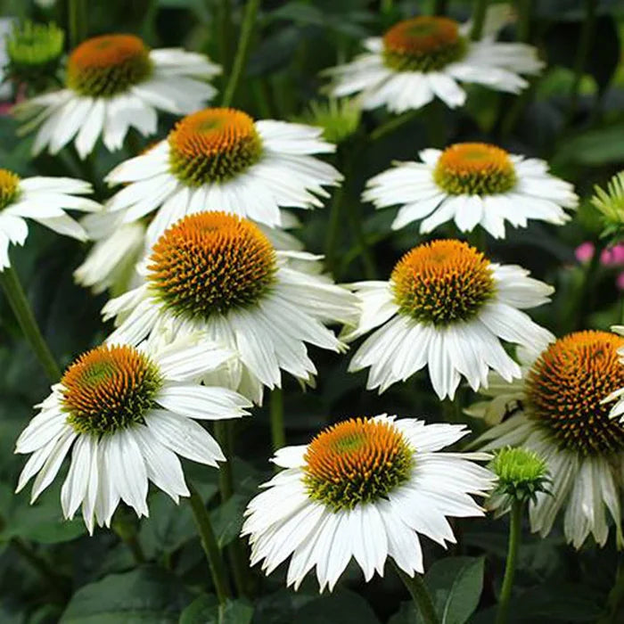 Coneflower (Echinacea Pow Wow White)