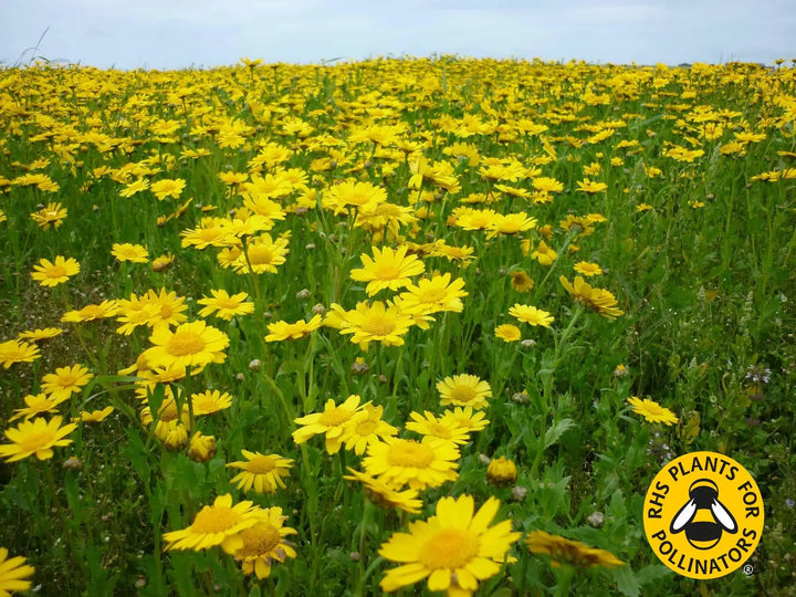 Nh Glebionis (Corn Marigold) - Seeds - Windyridge Garden Centre