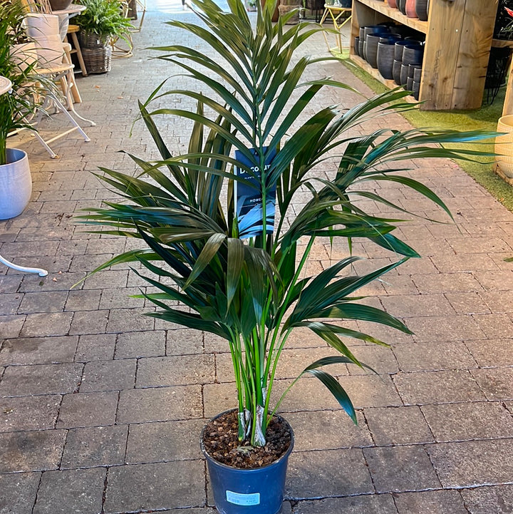 Kentia Palm Howea forsteriana (21cm Pot 100 CM Tall)