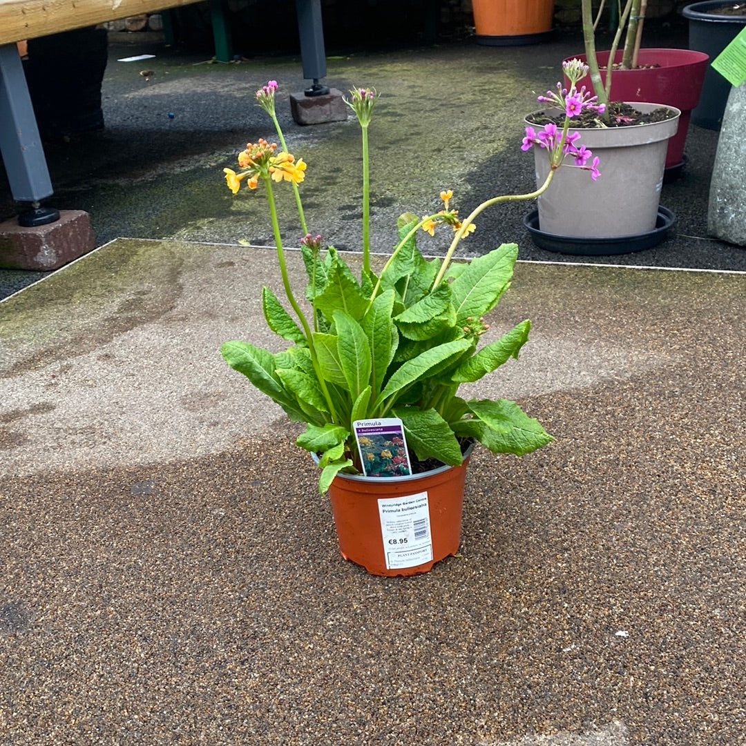 Candelabra Primrose (Primula bulleesiana)