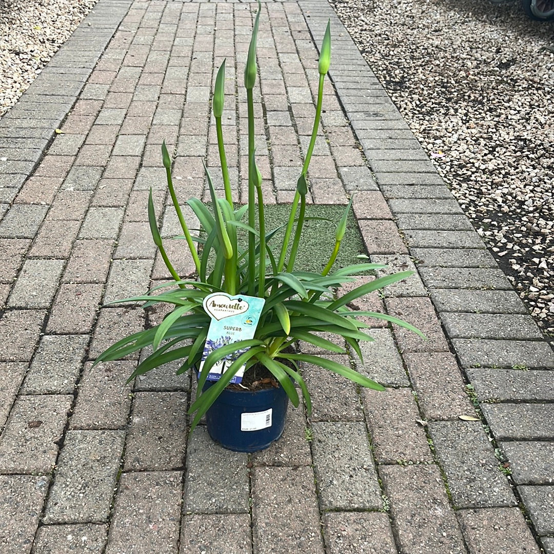 Agapanthus Amourette Blue